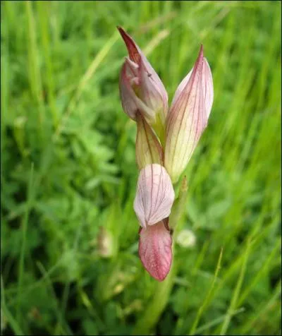 Quelle est cette orchide ?