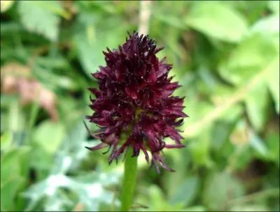 Quelle est cette orchide ?