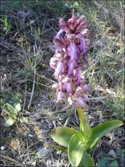 Quelle est cette orchide ?