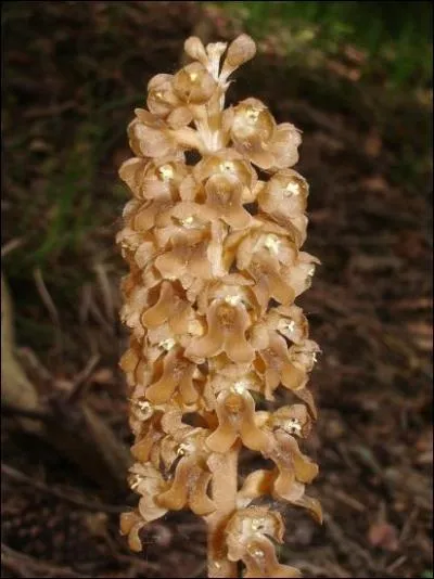 Quelle est cette orchide ?