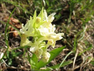 Quelle est cette orchide ?