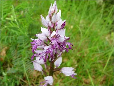 Quelle est cette orchide ?