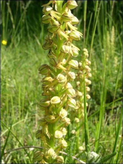 Quelle est cette orchide ?