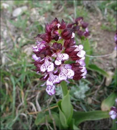 Quelle est cette orchide ?