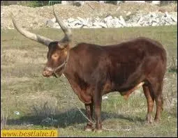 Quel est cet animal ?