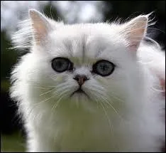 Quelle est cette race de chat ?
