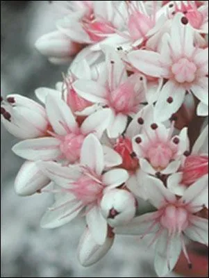 Quelle est cette jolie fleur de montagne ?