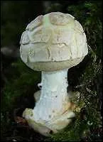 Quel est ce champignon, comestible trs mdiocre  mauvaise odeur  viter en raison de sa ressemblance avec les amanites mortelles, qui porte le nom d'une pierre semi-prcieuse ?