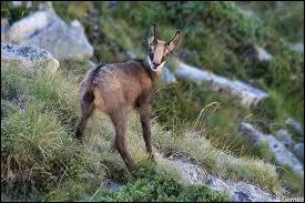 Comment appelle-t-on le petit du chamois ?