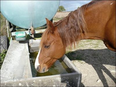 Combien de litres boit un cheval par jour en moyenne ?