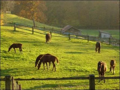 Sur cette photo, le cheval est dans :