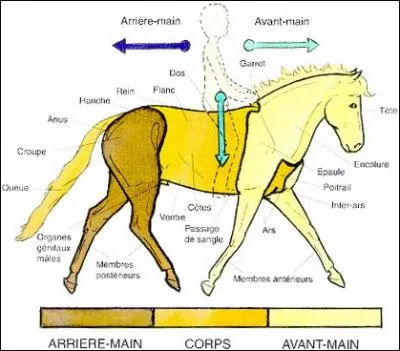 On distingue trois parties dans l'anatomie du cheval qui sont :
