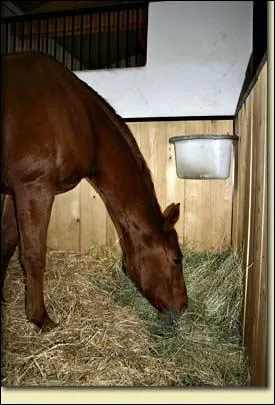 Sur l'image, le cheval est dans :