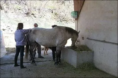 Quand nourrit-on un cheval ?