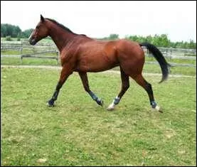Quelle est l'allure de ce cheval ?