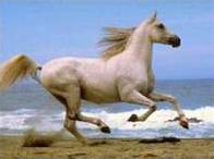 Quiz Galop 1