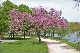 Comment appelle-t-on cette espce d'arbre d'ornement ?