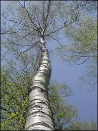 Sans commentaire. Qu'est-ce que c'est ?
