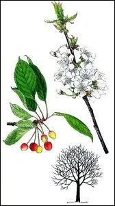 Quel arbre est aussi appel 'cerisier des oiseaux' ou 'cerisier sauvage' ?