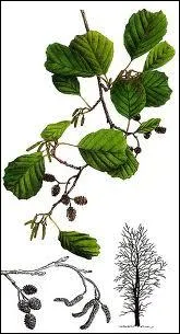 Arbre de l'hmisphre Nord poussant sur les sols humides. Quel arbre est parfois nomm 'vergne' ou 'verne' ?