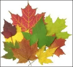 Cette feuille est aussi l'emblme d'un grand pays. A quel arbre appartient-elle ?