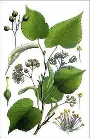 Je termine mon herbier en vous demandant le nom de cette espce des rgions temprres d'Europe souvent plante comme arbre d'alignement :