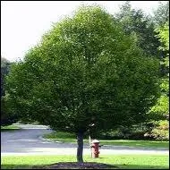 Quand on recherche cet arbre sur internet, on trouve rarement sa photo tout de suite. Quel est cet arbre ?