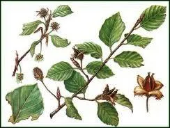 Quel arbre peut tre commun, d'Orient ou d'Amrique ?