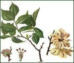 Quel arbre a pratiquement disparu d'Europe de l'Ouest  cause de la graphiose (maladie) ?