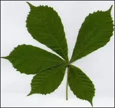 J'en ai planté un il y a trente ans. A quel arbre appartient cette feuille composée typique ?