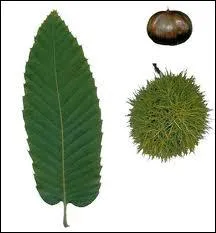 Si vous ne reconnaissez pas les feuilles alors regardez attentivement le fruit. Quelle est cette essence d'arbre ?