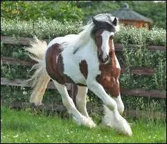 Quelle est la robe de ce cheval ?