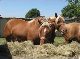 Il faut toujours donner la mme quantit  un cheval sous peine de coliques mortelles ?
