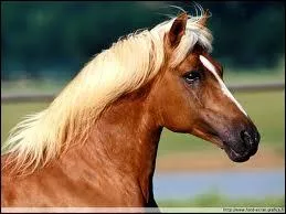 On peut tresser la crinire et la queue d'un cheval ?