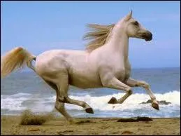 Le galop est une allure ...