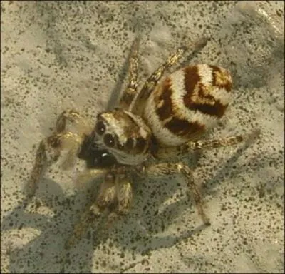 Quelle est cette araigne ?