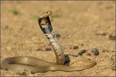 Quel est ce serpent ?