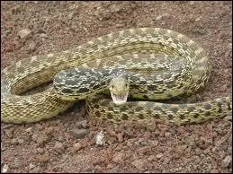 Quel est ce serpent ?