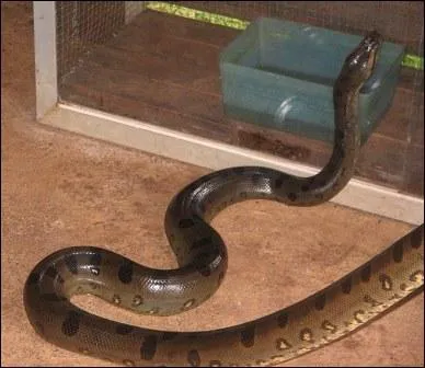 Quel est ce serpent ?