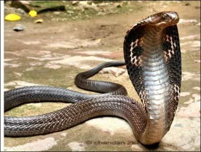 Quel est ce serpent ?