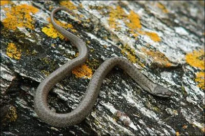 Quel est ce serpent ?