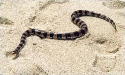 Quel est ce serpent ?