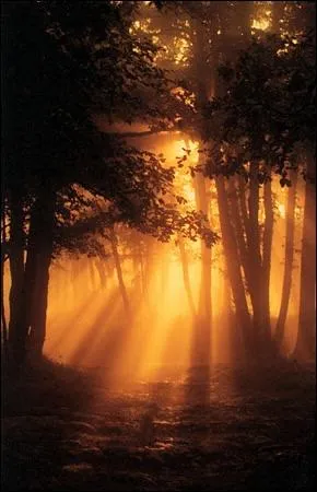 Comment la lumire se propage-t-elle dans un millieu transparent et homogne ?