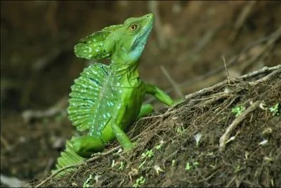 Comment s'appelle ce lzard ?