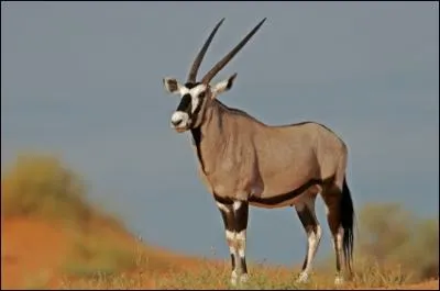 Quelle est cette antilope ?