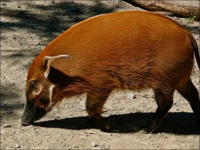 Quel est ce suidae ?