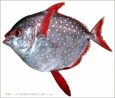 Comment s'appelle ce poisson ?