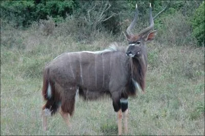 Quelle est cette antilope africaine ?