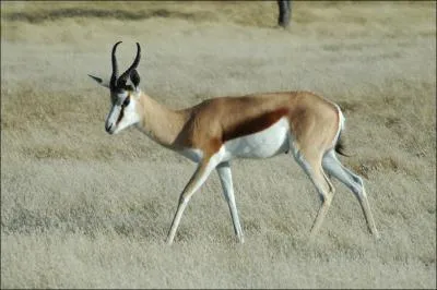 A quelle espce appartient cette gazelle ?