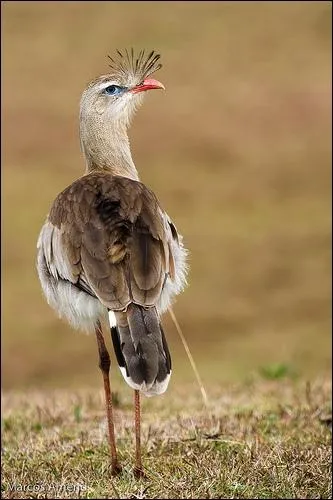 Quel est cet oiseau ?